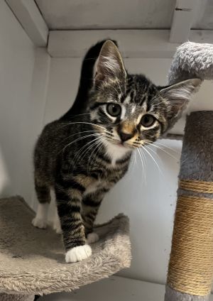 Shemp, Baby Male Domestic Short Hair