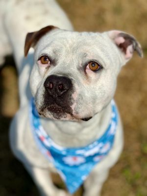 Klaus, Adult Male Pit Bull Terrier