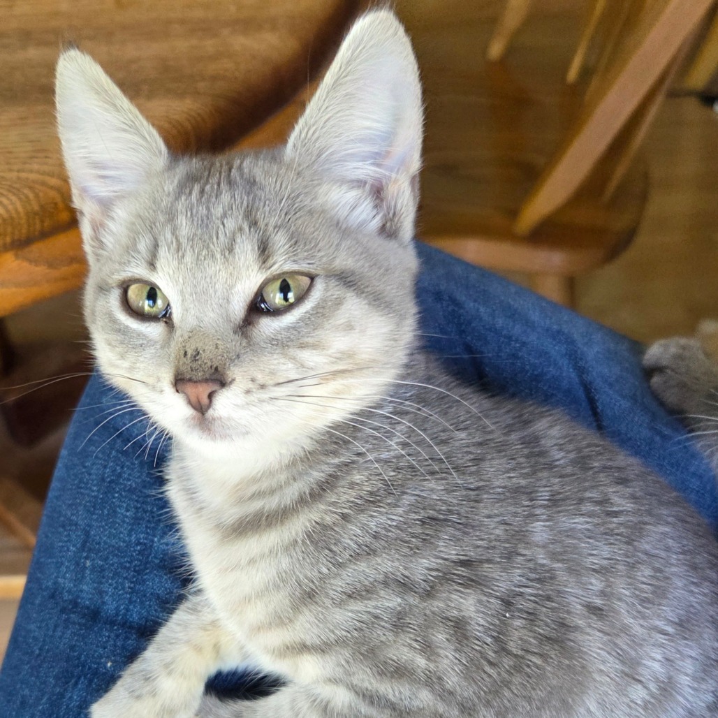 Icicle, an adoptable Domestic Short Hair in Ashland, OR, 97520 | Photo Image 1
