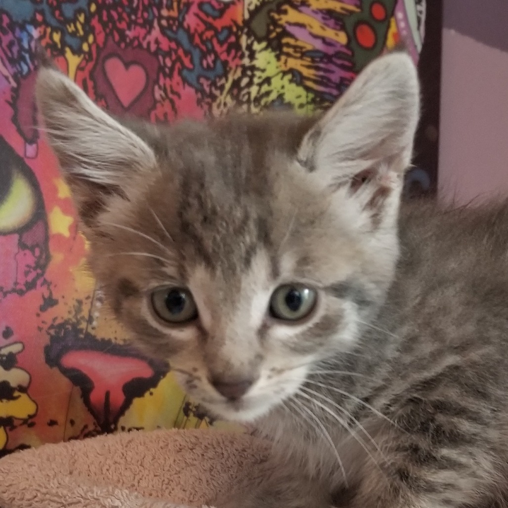 Icicle, an adoptable Domestic Short Hair in Ashland, OR, 97520 | Photo Image 4
