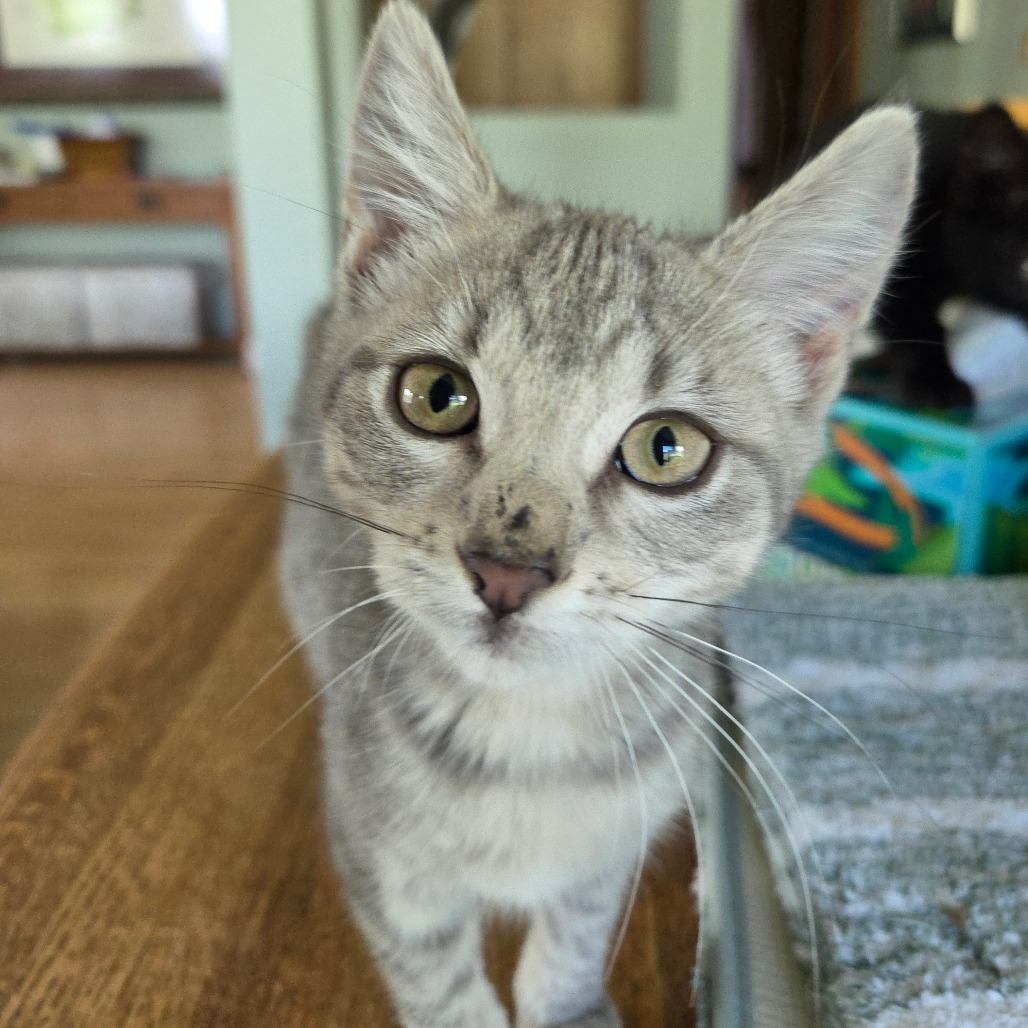 Icicle, an adoptable Domestic Short Hair in Ashland, OR, 97520 | Photo Image 5