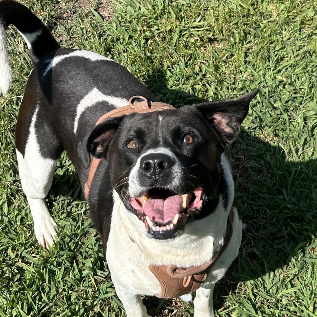 Otis