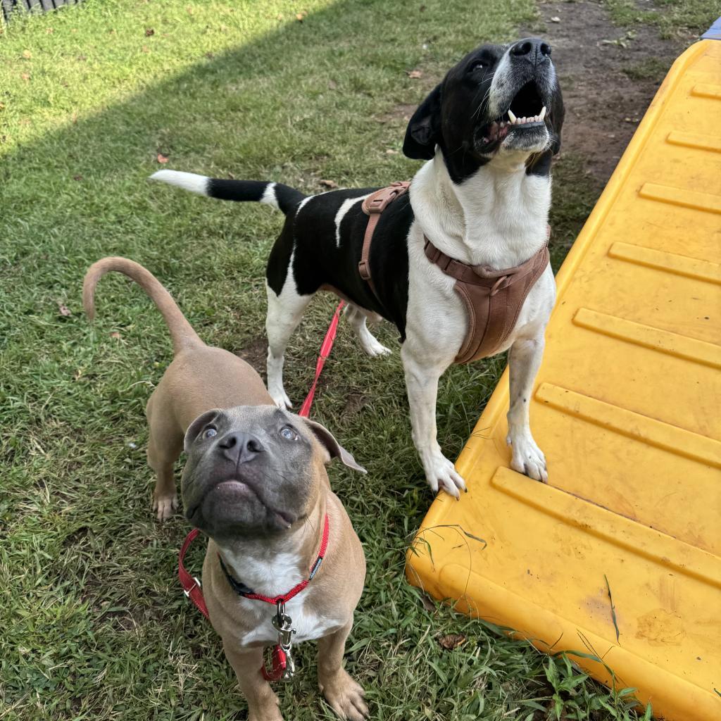 Otis