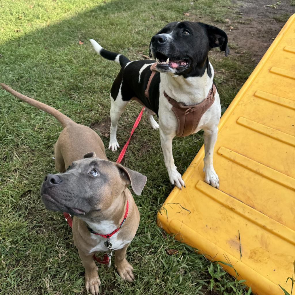 Otis