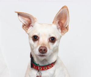 At four-years-old I Pearl a Chihuahua-mix lady dog do solemnly swear that I like good food great