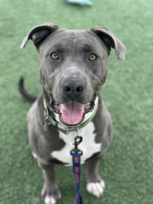 Hi Im Randy-a one-and-a-half-year-old Pitbull mix with a big blocky head a wiggly body and a who