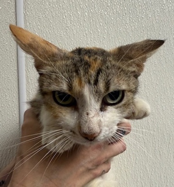 Hazel, an adoptable Domestic Short Hair in Littleton, CO, 80120 | Photo Image 1