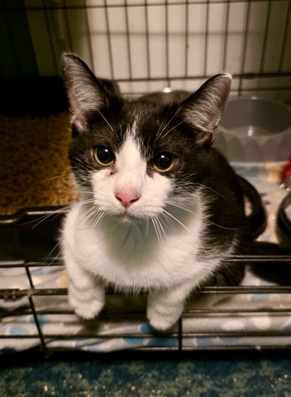 Catthew