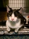 Catthew photo 1