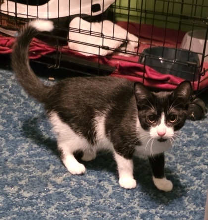 Mewlia