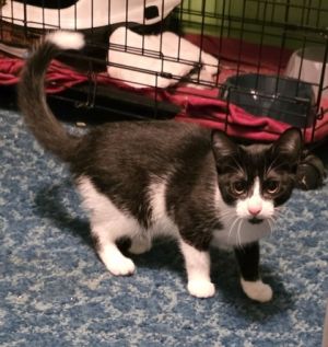 Mewlia, Baby Female unknown