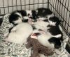 Mewlia photo 2