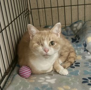 Pattycake, Adult Female unknown