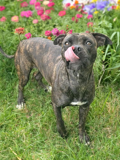 Luna Lou