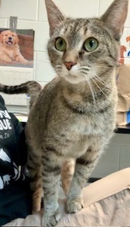 Tigress, Adult Female unknown