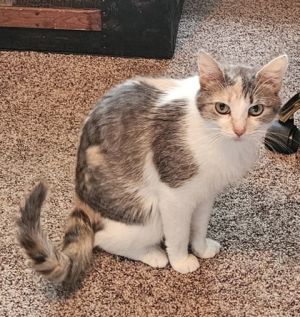 Olivia, Adult Female unknown