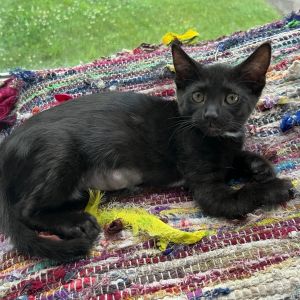 Aphrodite 3, Baby Female Domestic Short Hair