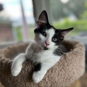 Achilles, Baby Male Domestic Long Hair