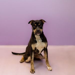 Primary Color Tri Color Weight 40lbs Age 1yrs 4mths 3wks Animal has been Neutered