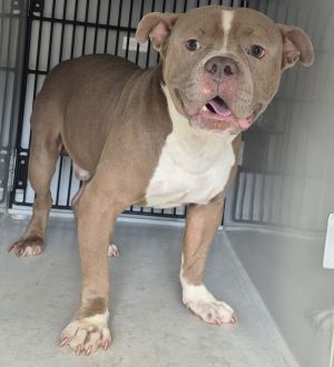 Primary Color Brown Secondary Color White Weight 68lbs Age 4yrs 0mths 0wks