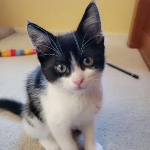 SQUID, Baby Male Domestic Short Hair