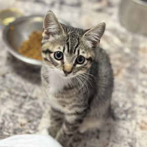 APPLESAUCE, Baby Female Domestic Short Hair