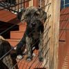 Spike photo 4