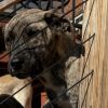 Spike photo 6