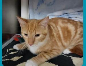 Dorito, Young Male Domestic Short Hair
