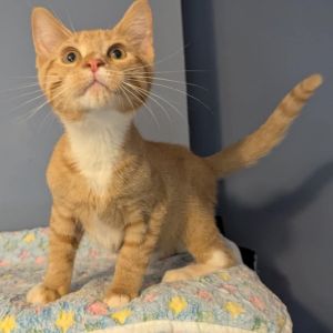 Nutty Buddy, Baby Male Domestic Short Hair