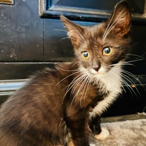 Leroy, Baby Male Domestic Short Hair