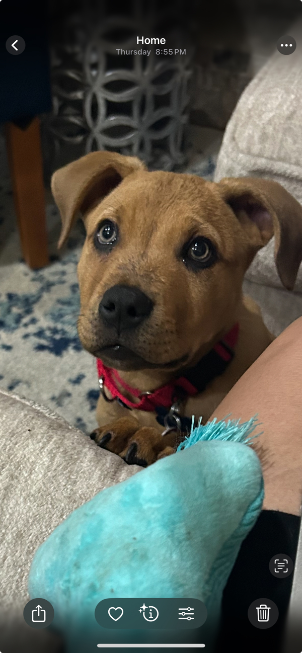 Nugget