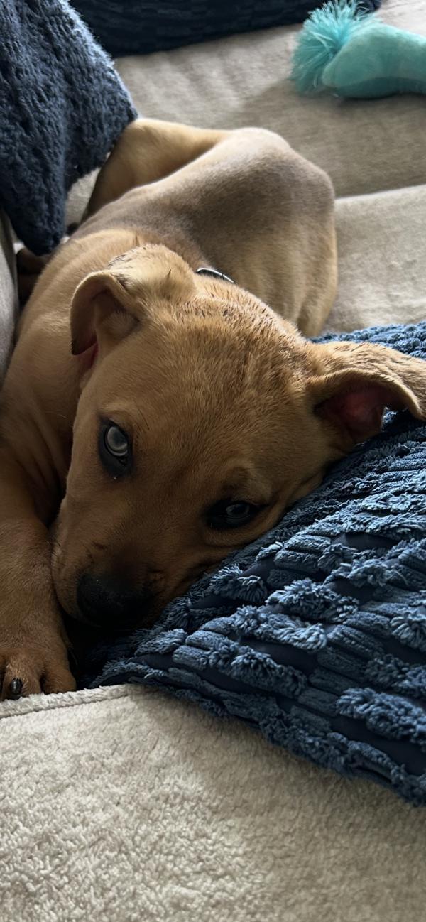 Nugget