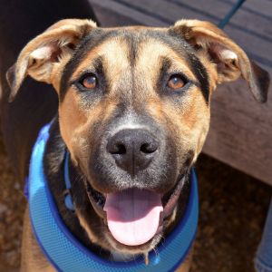 Koopa, Young Male German Shepherd Dog