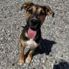 Koopa photo 4
