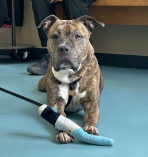 Bruna, Adult Female Pit Bull Terrier