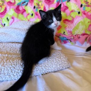 Erebus, Baby Male Domestic Short Hair