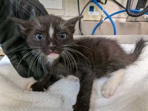 WC Paper, Baby Female Domestic Short Hair