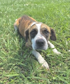 Neytiri, Adult Female Hound