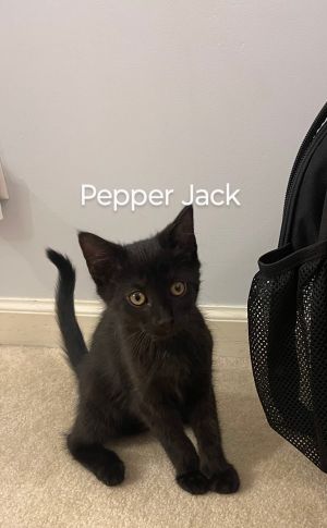 Primary Color Black Weight 29lbs Age 0yrs 0mths 10wks Animal has been Neutered