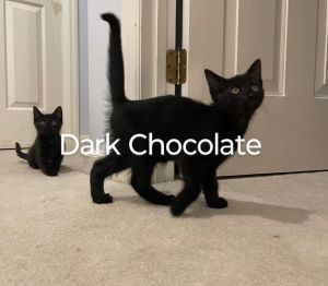 Dark Chocolate - Toy Jumping Champion Dark Chocolate is a fuzzy black male kitten bursting with ene