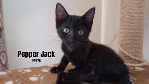 Pepper Jack - Your Loyal Companion Looking for a loyal sidekick Meet Pepper Jack female a fuzzy 