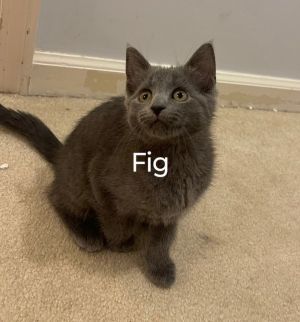 Meet Fig - Your Tiny Gray Houdini Fig is a beautiful gray female kitten with a sparkle in her eye
