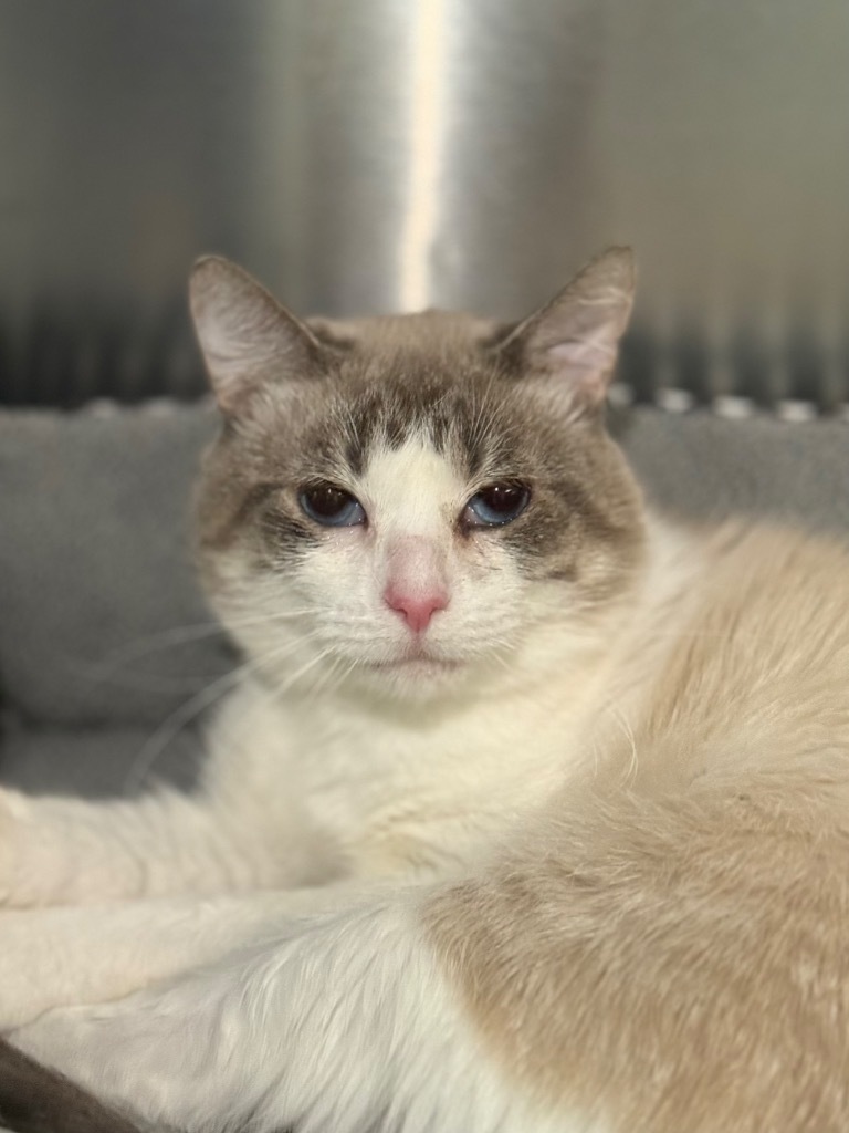 Mellow, an adoptable Domestic Short Hair, Birman in Fort Lauderdale, FL, 33304 | Photo Image 1