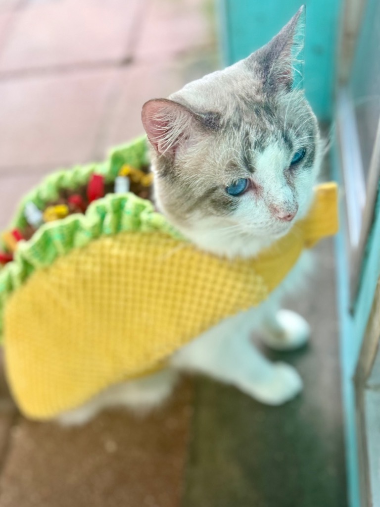 Mellow, an adoptable Domestic Short Hair, Birman in Fort Lauderdale, FL, 33304 | Photo Image 1