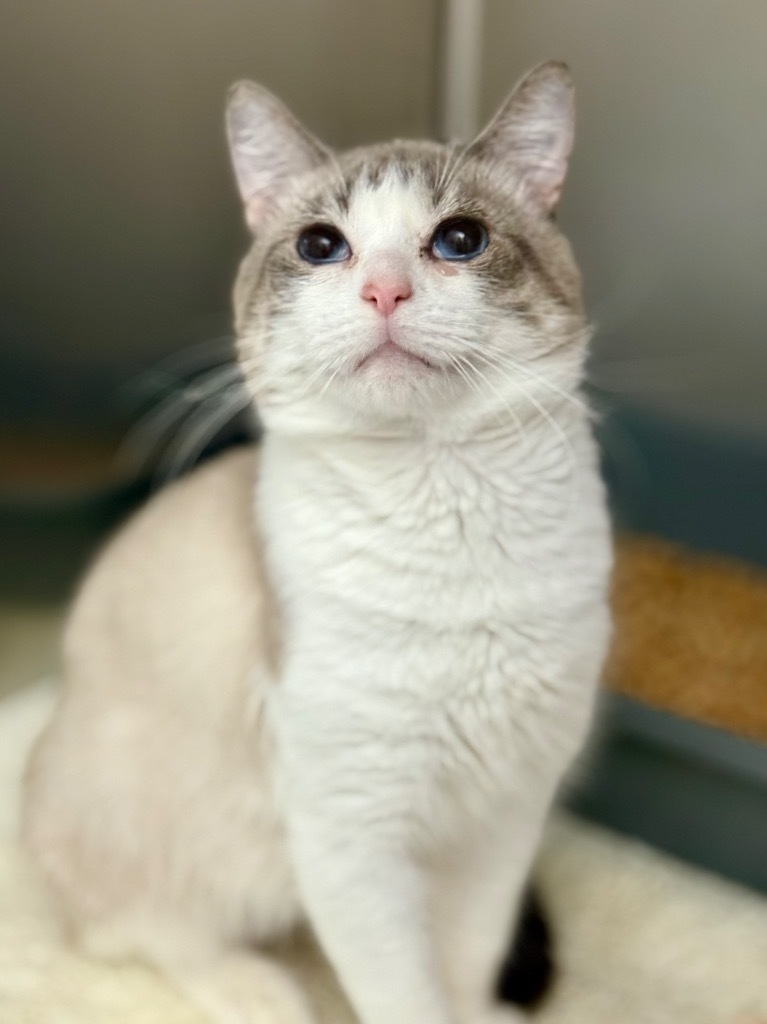 Mellow, an adoptable Domestic Short Hair, Birman in Fort Lauderdale, FL, 33304 | Photo Image 3