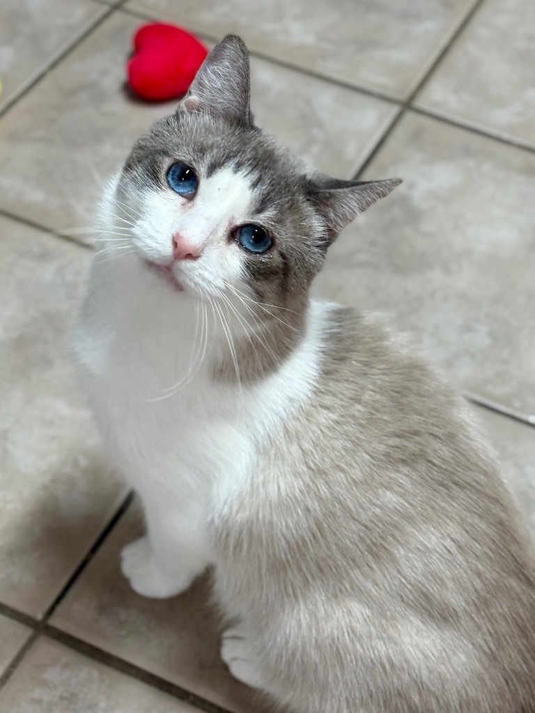 Mellow, an adoptable Domestic Short Hair, Birman in Fort Lauderdale, FL, 33304 | Photo Image 4