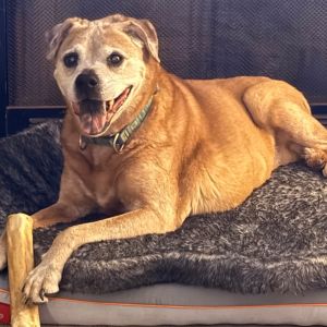 Betsy, Senior Female American Staffordshire Terrier