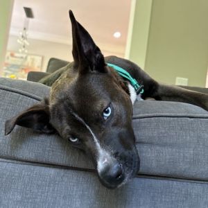 Eve, Young Female American Staffordshire Terrier