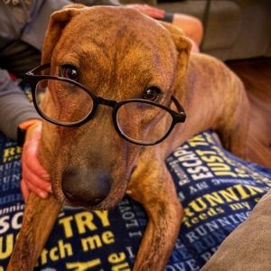 Bean, Young Male Hound